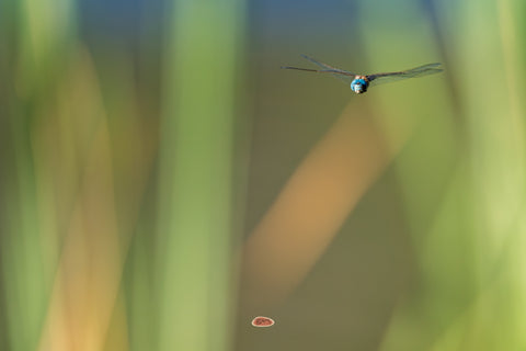 Blue Eyed Darner hovering in flight among blurred green reeds
