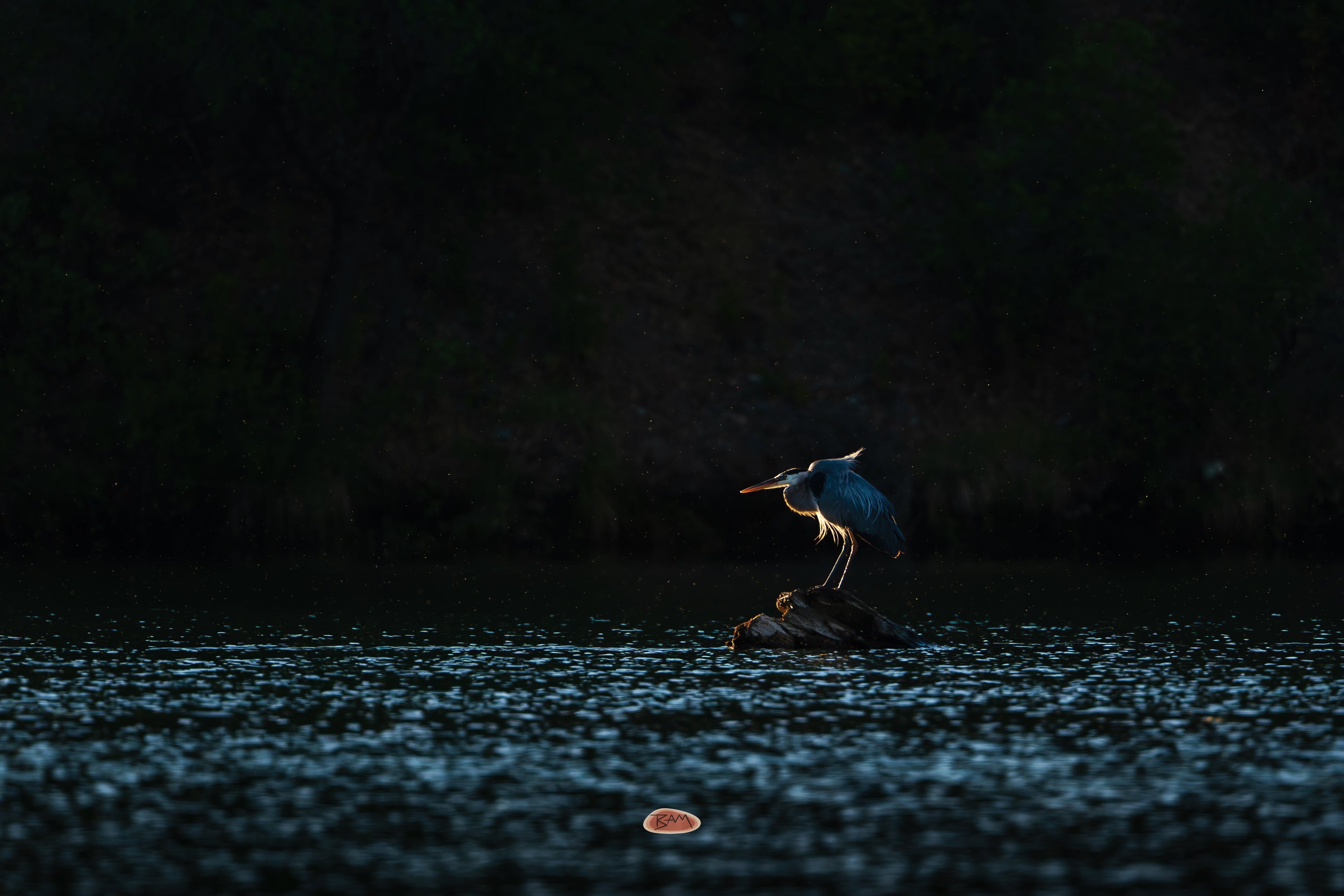Blue Heron lit on a rock in dark rippling water at dusk