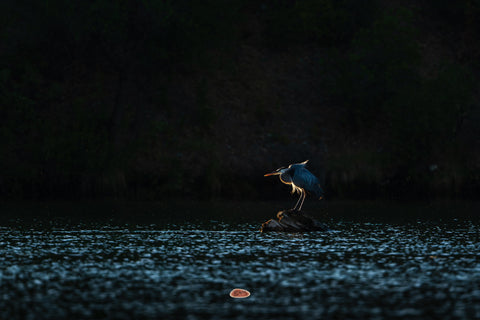 Blue Heron lit on a rock in dark rippling water at dusk