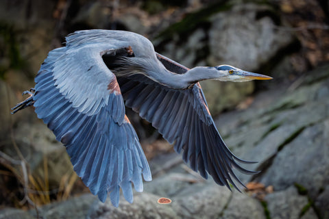 Blue Heron in flight with wings spread before a rocky cliff