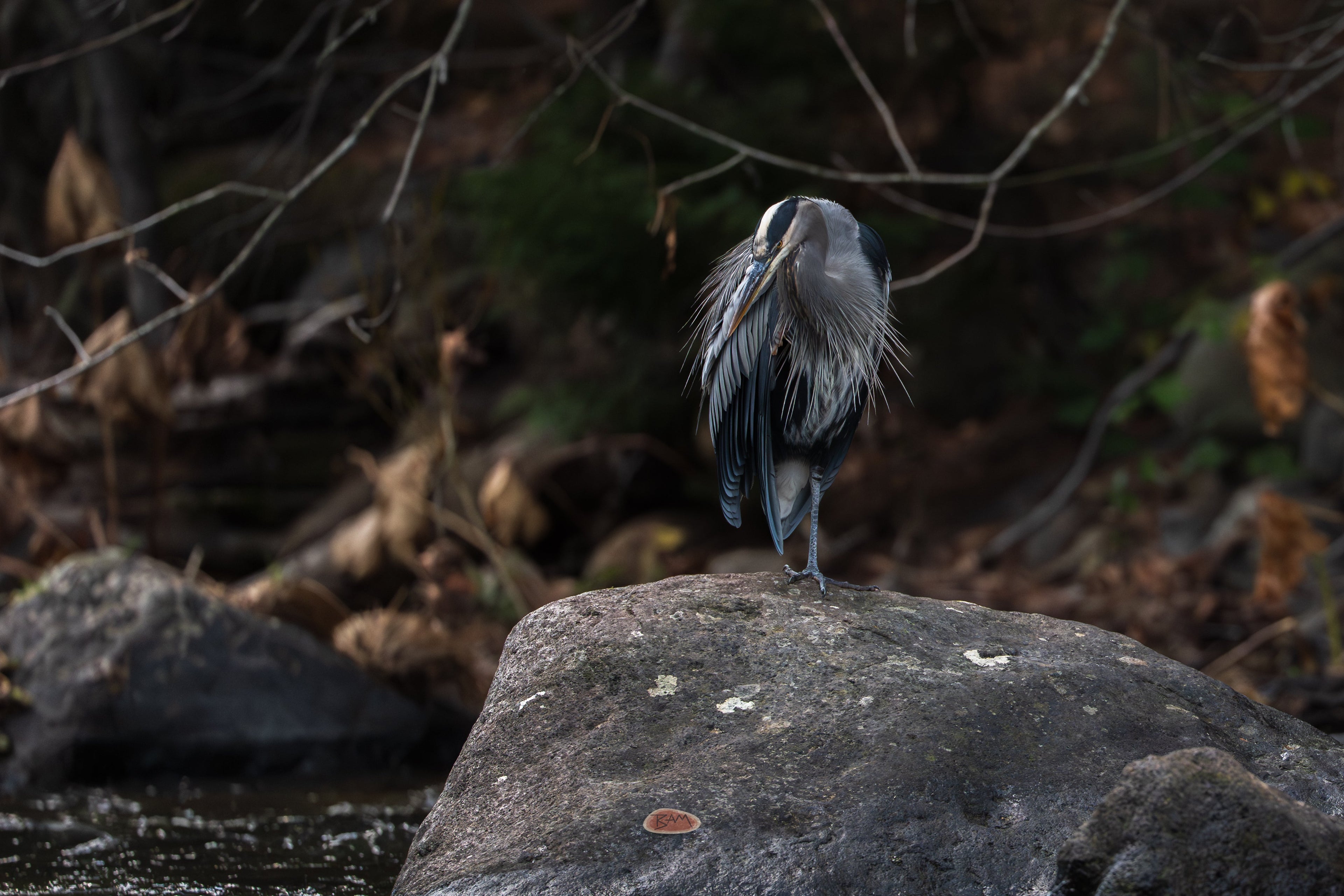 Blue Heron preening its feathers on a large rock beside a stream