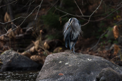 Blue Heron preening its feathers on a large rock beside a stream