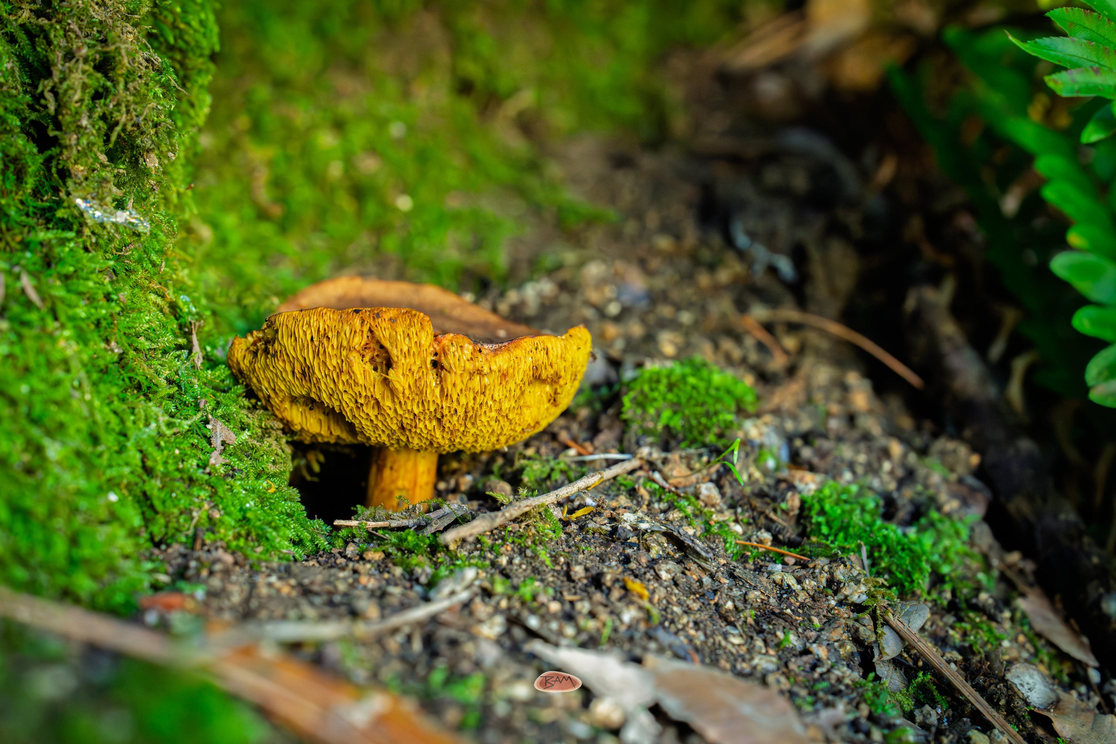 Bolete mushroom growing at the edge of a mossy forest floor