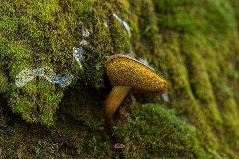 Bolete with a golden cap growing from bright green moss