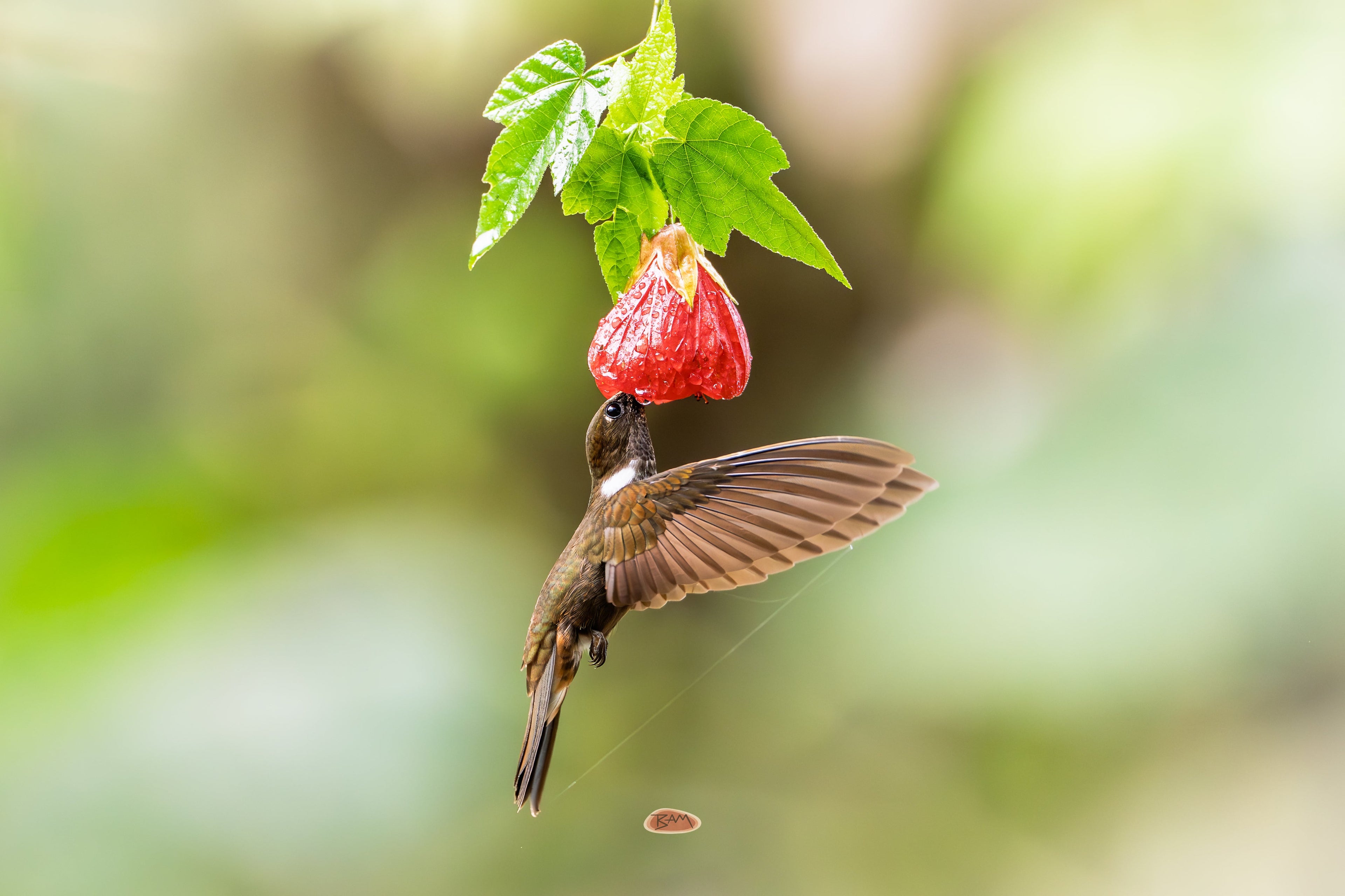 Brown Inca feeding at a hanging red flower with wings spread