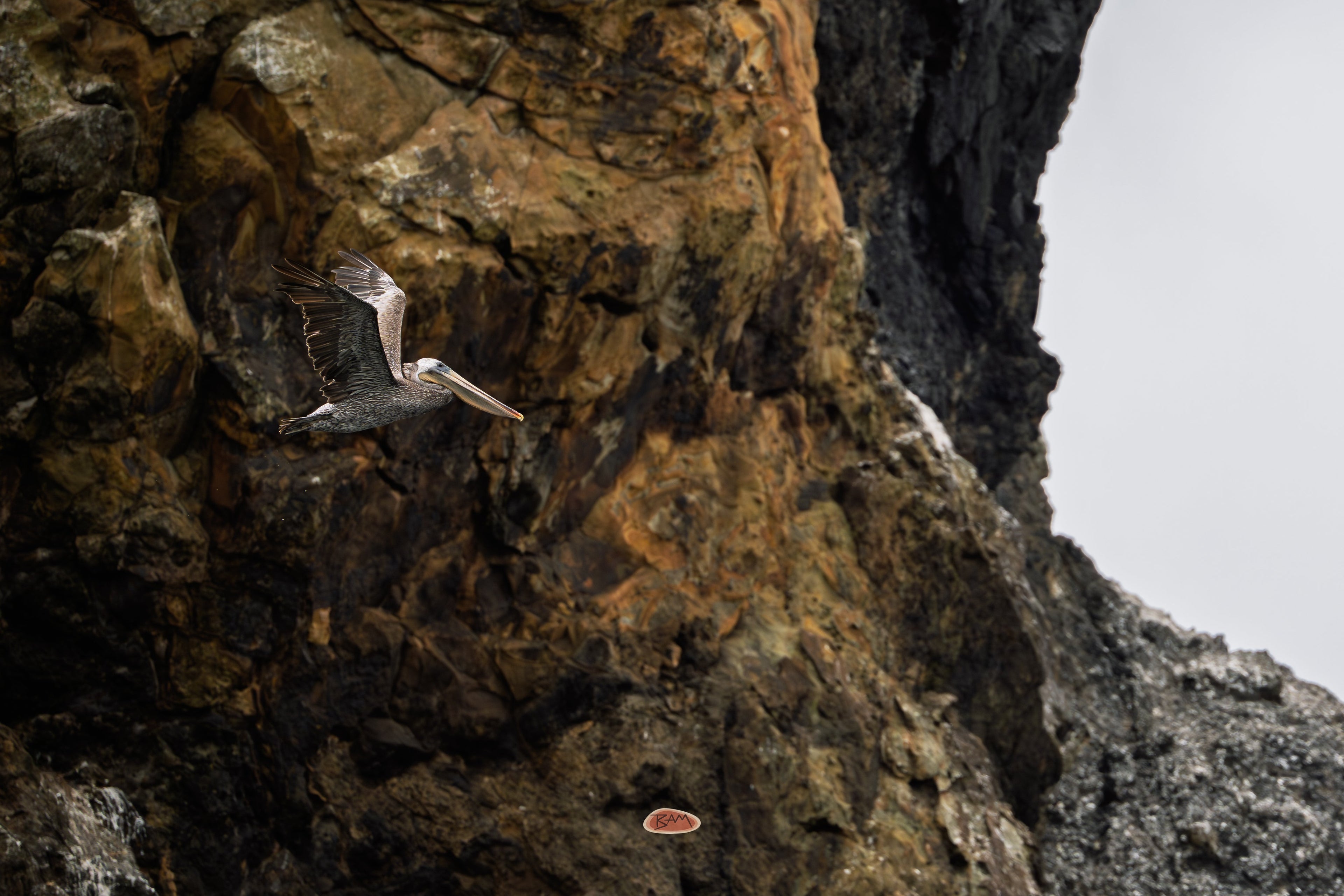 Brown Pelican gliding past a rugged coastal rock face