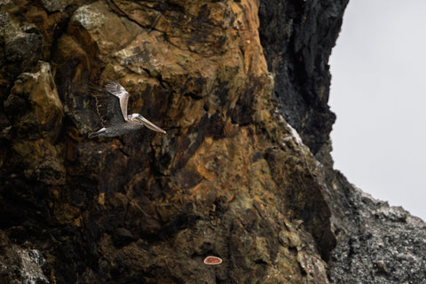 Brown Pelican gliding past a rugged coastal rock face