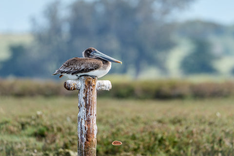Brown Pelican resting on a weathered post above a green marsh