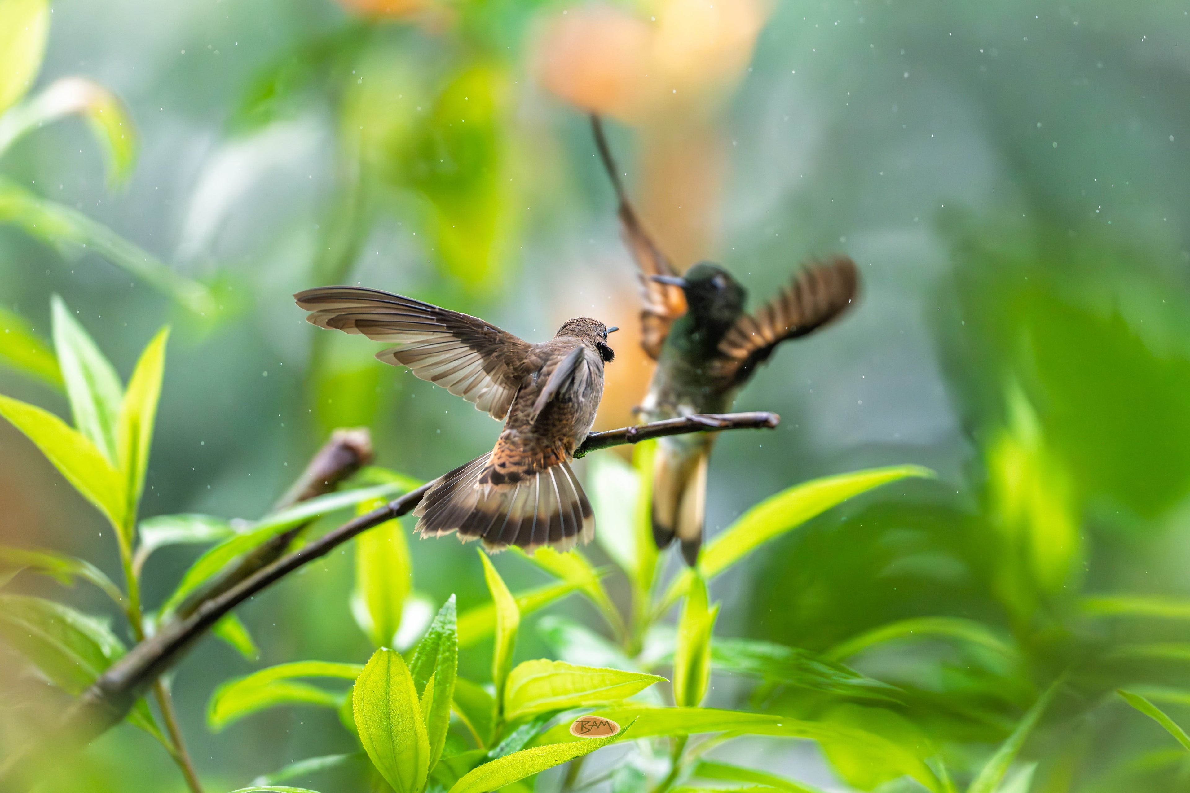 Brown Violetear landing on a branch amid lush green foliage