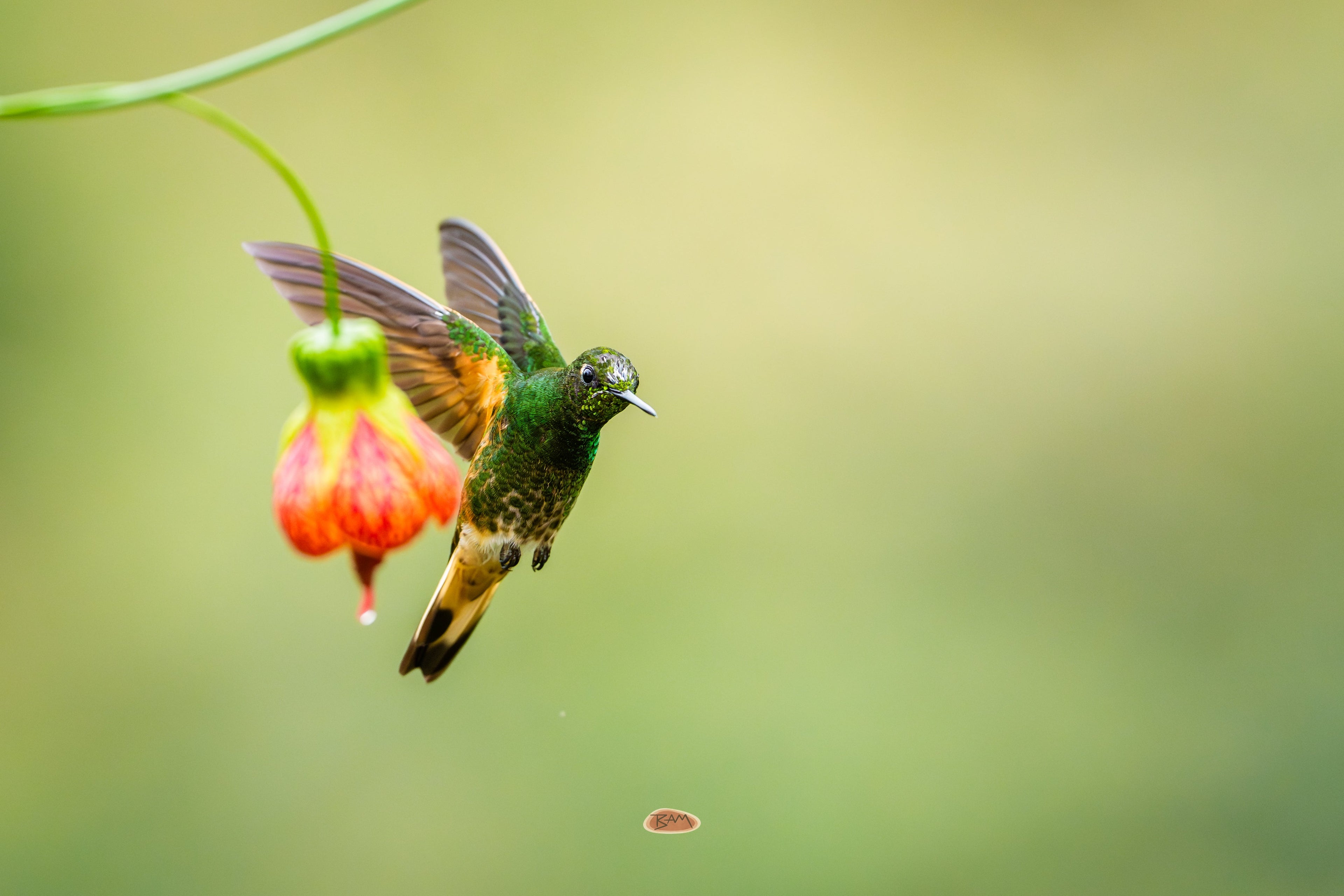 Buff Tailed Coronet hovering beside a red and yellow lantern flower
