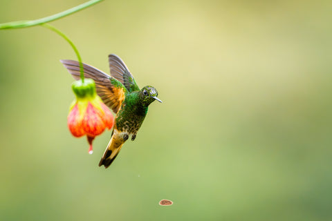 Buff Tailed Coronet hovering beside a red and yellow lantern flower