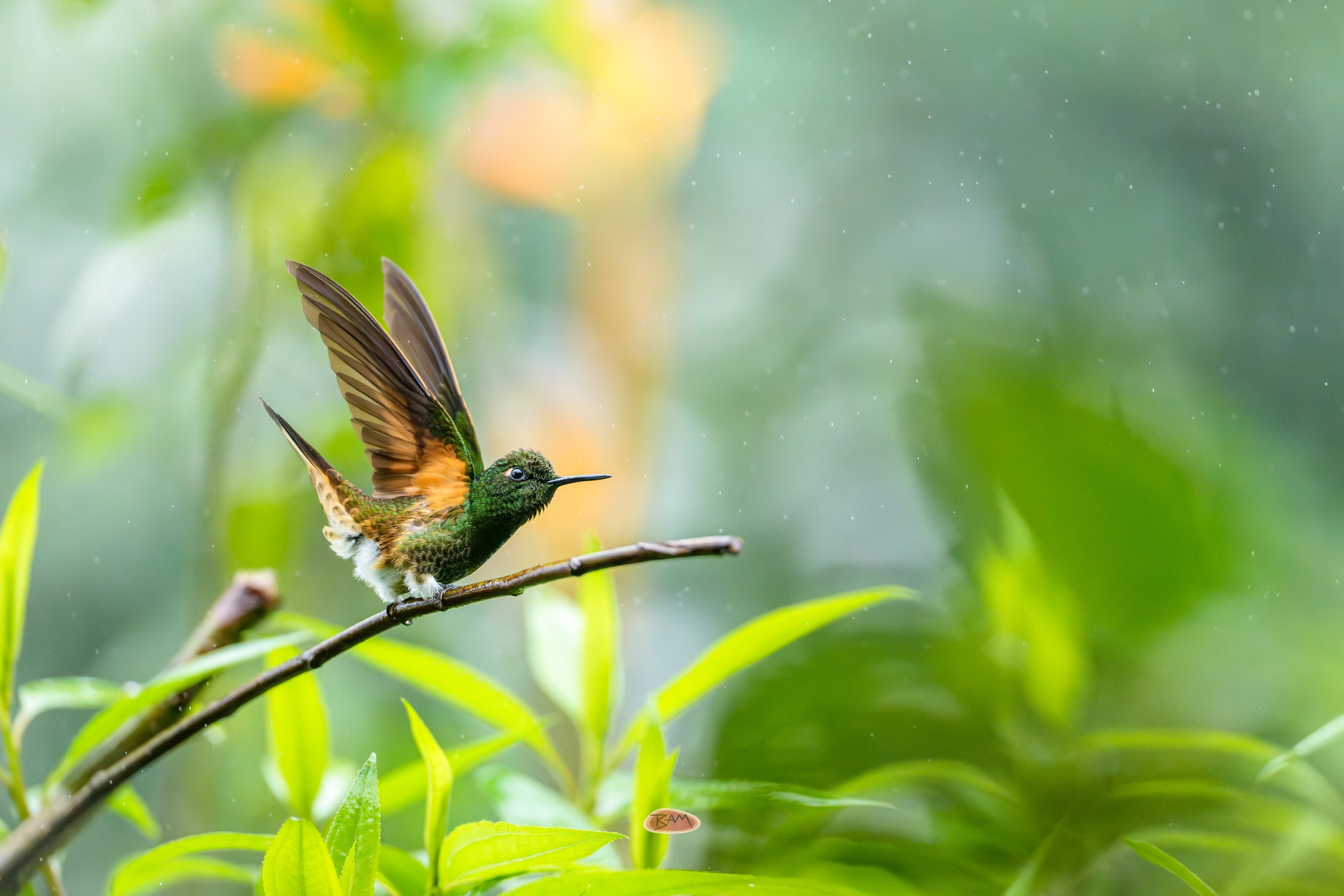 Buff Tailed Coronet lifting its wings on a branch in green rainforest