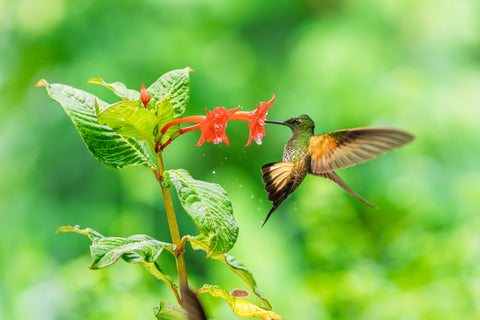 Buff Tailed Coronet feeding at a red flower with wings raised