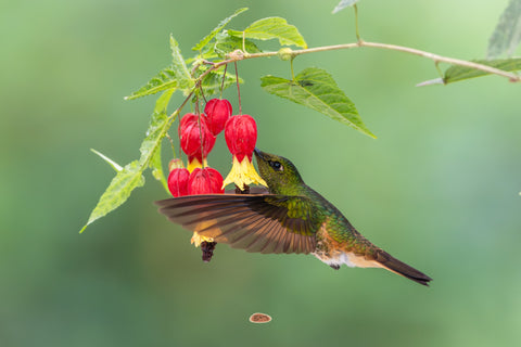 Buff Tailed Coronet hovering to feed from red and yellow lantern flowers