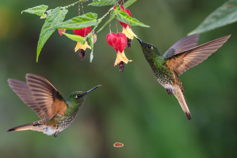 Two Buff Tailed Coronets hovering beside a branch of red and yellow hanging blossoms