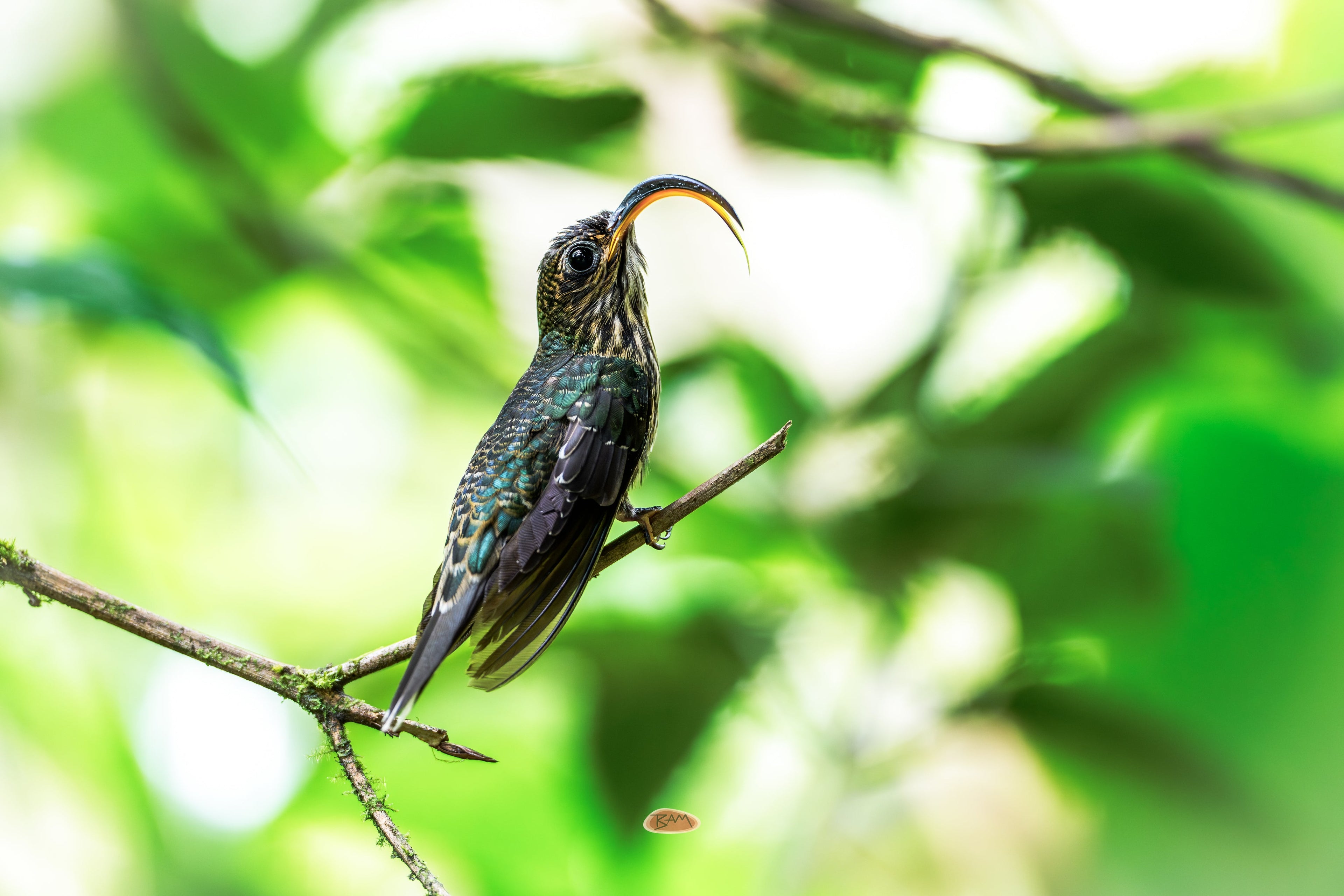 Buff Tailed Sicklebill perched on a branch with its curved bill open