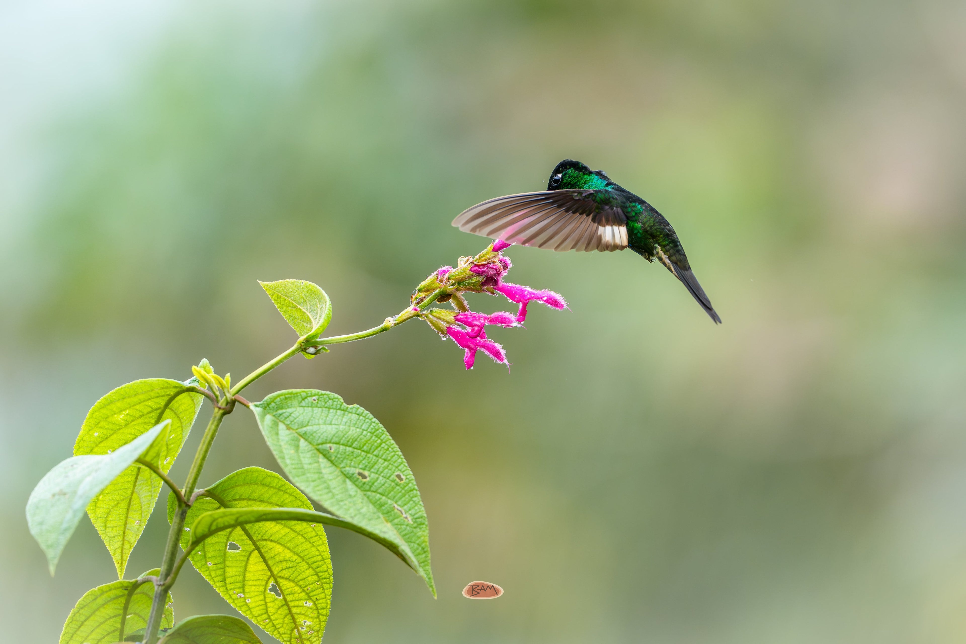 Buff Winged Starfrontlet feeding at pink flowers in soft light