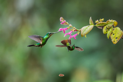 Two Buff Winged Starfrontlets at a spike of pink salvia flowers, one feeding and one hovering below