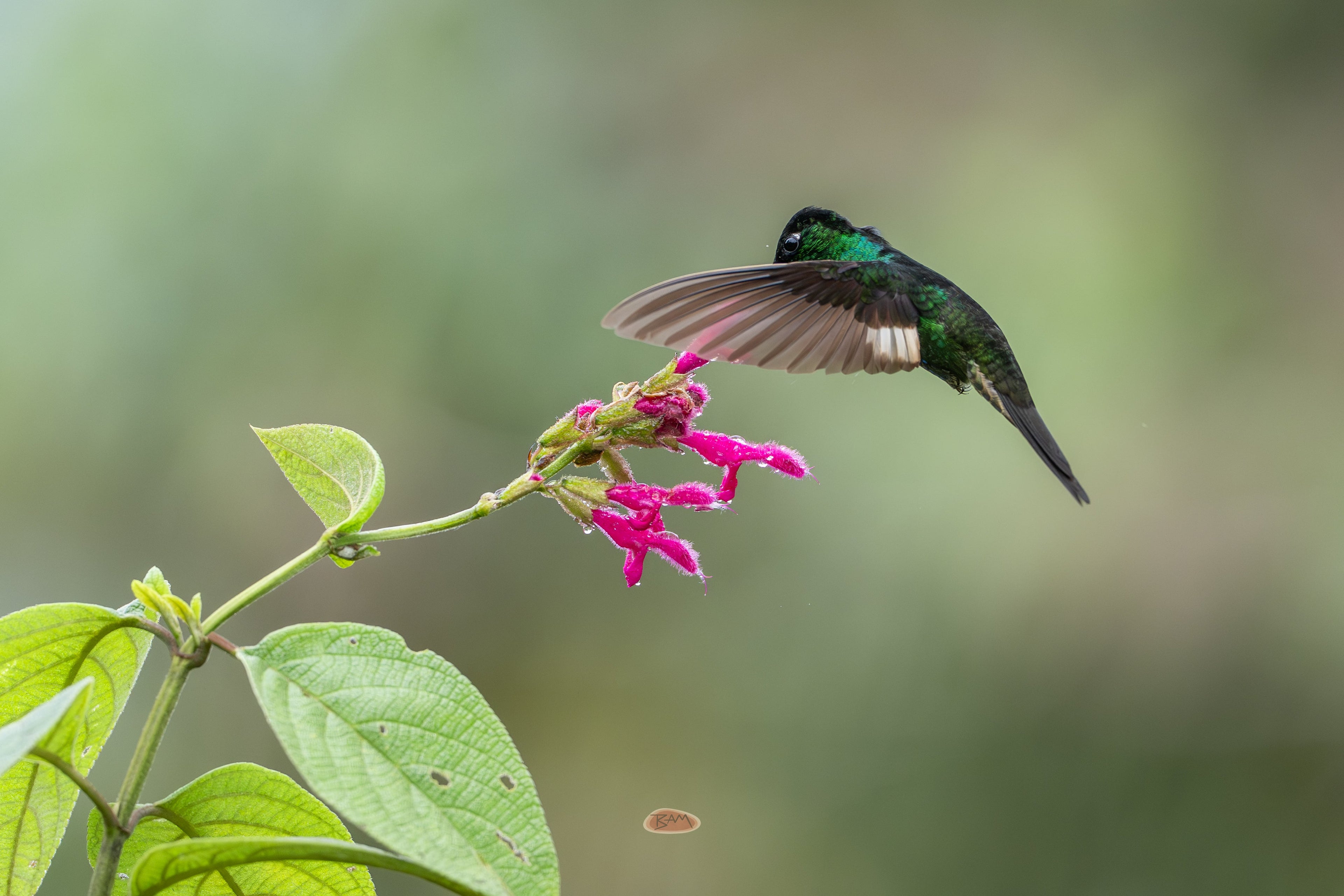 Buff Winged Starfrontlet hovering over magenta blooms with green leaves
