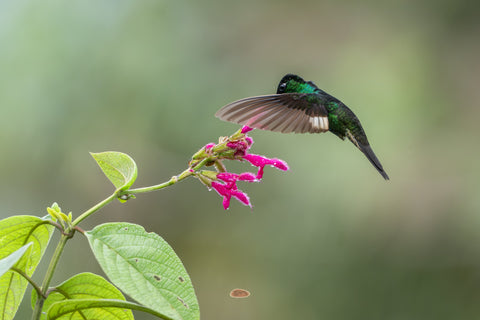 Buff Winged Starfrontlet hovering over magenta blooms with green leaves