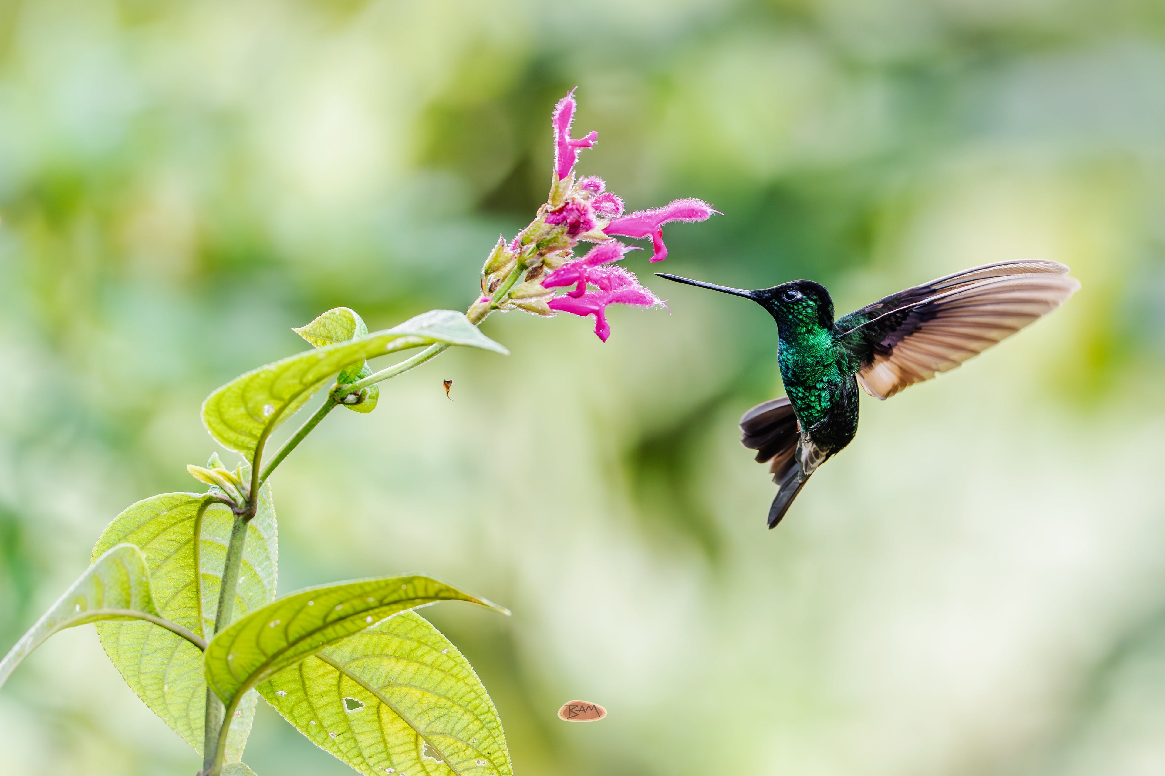 Buff Winged Starfrontlet hovering at a pink flower in lush green foliage