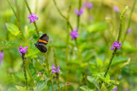 Butterfly with orange striped wings among purple wildflowers in green meadow