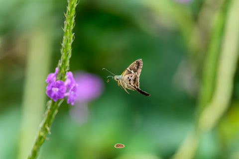 Butterfly hovering midair beside a purple porterweed flower spike in a green meadow