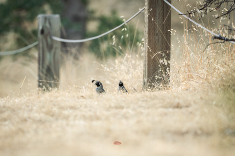 California Quail on a dry grassy trail beside weathered fence posts