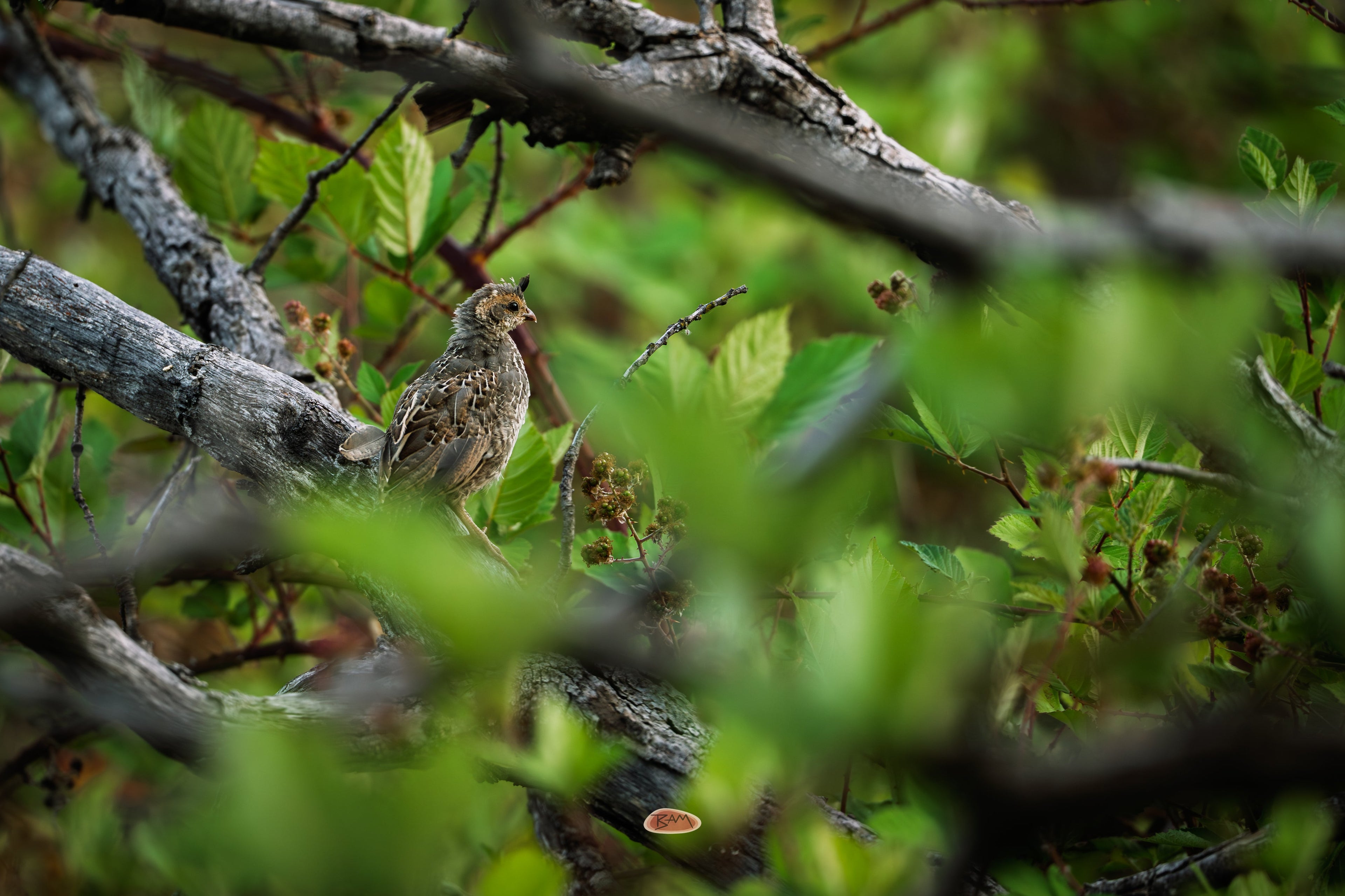 California Quail perched among tangled branches and green leaves in brush