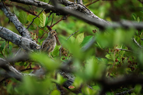 California Quail perched among tangled branches and green leaves in brush