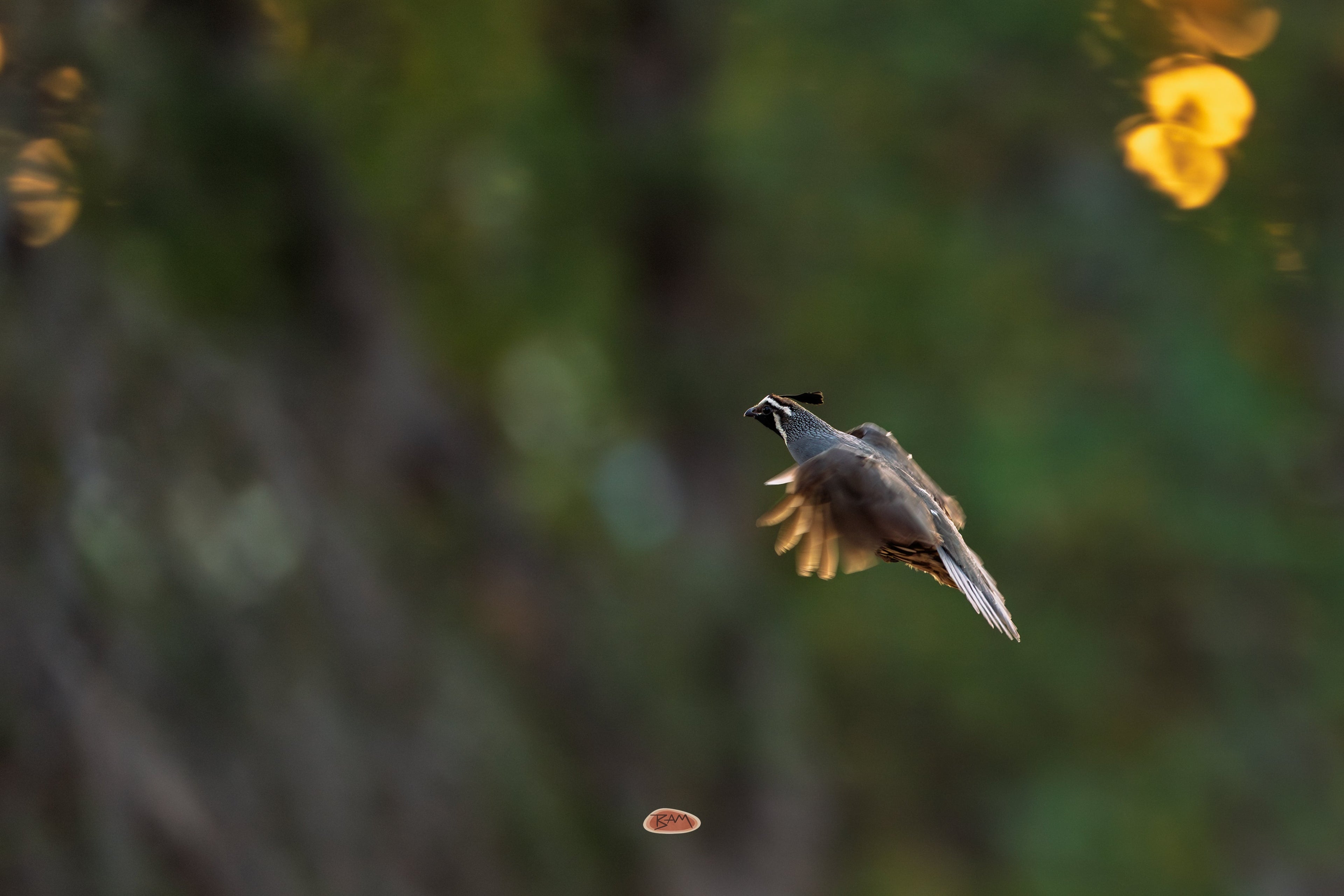 California Quail in flight against a dark green and golden backdrop