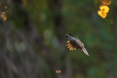 California Quail in flight against a dark green and golden backdrop