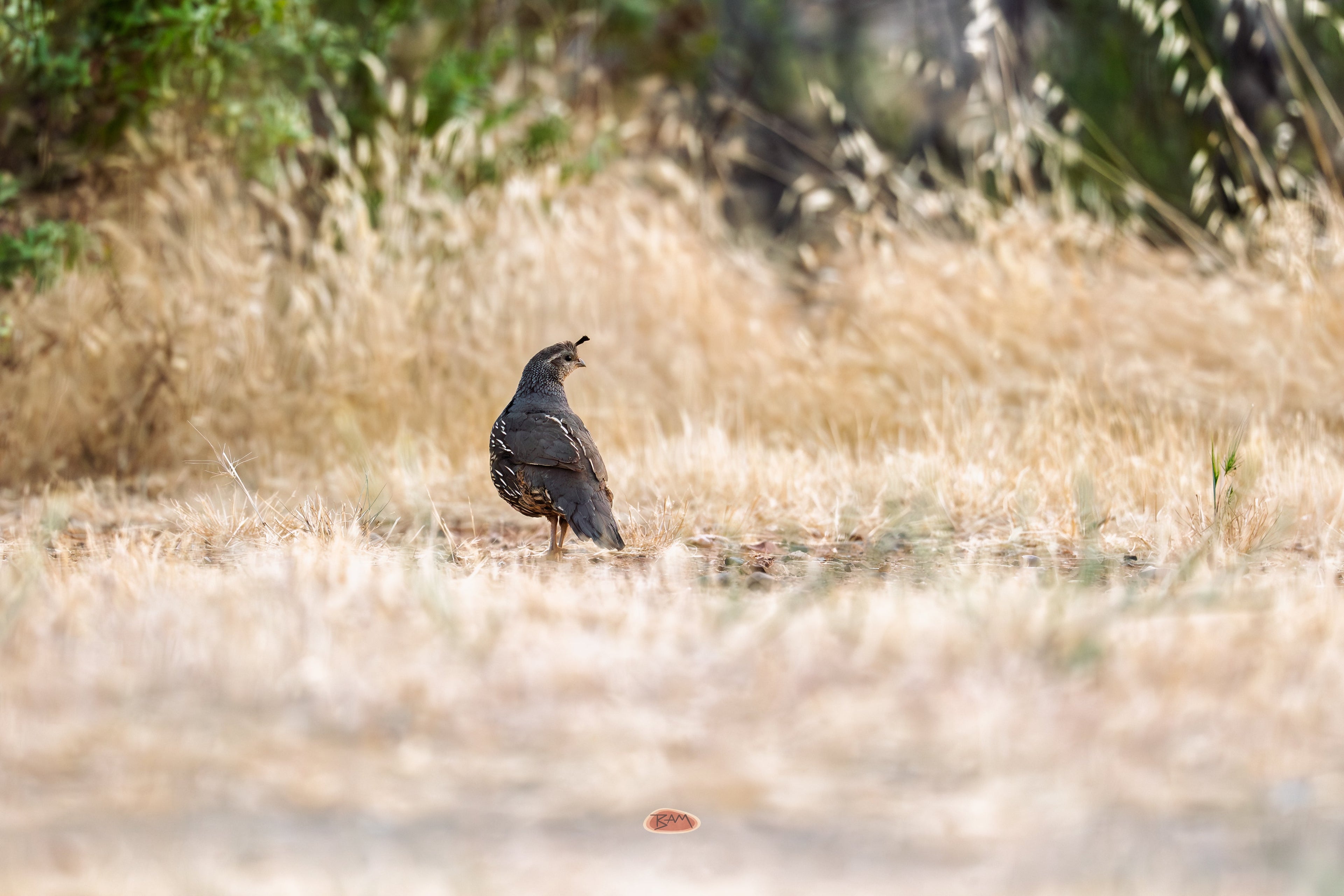 California Quail standing on dry golden grass in soft afternoon light