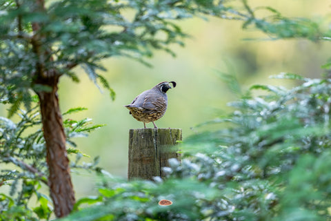California Quail perched on a wooden post among green forest foliage