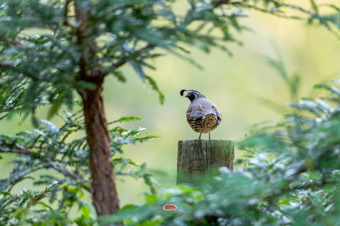 California Quail atop a mossy fence post framed by evergreen branches