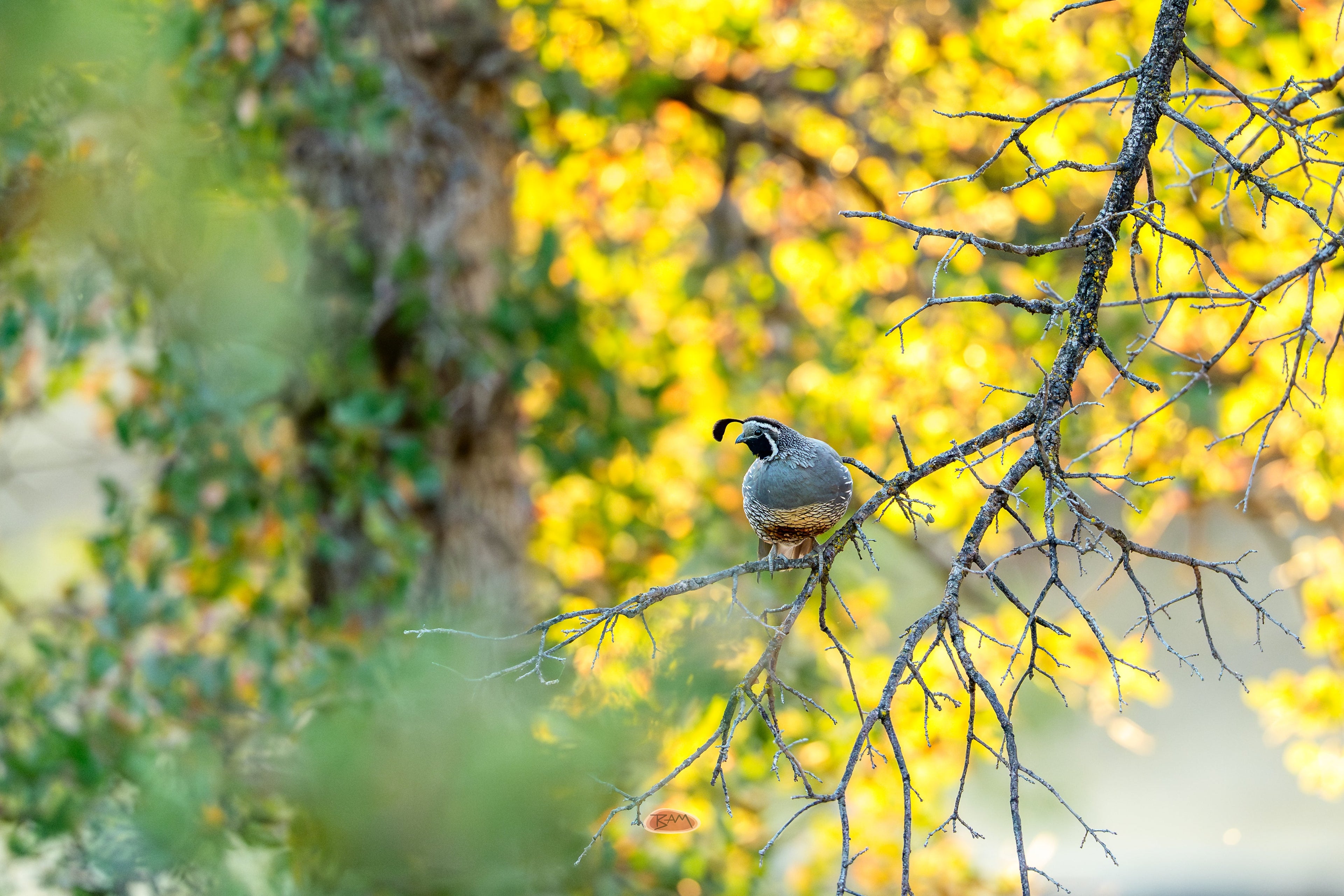 California Quail perched on a bare branch against glowing autumn leaves