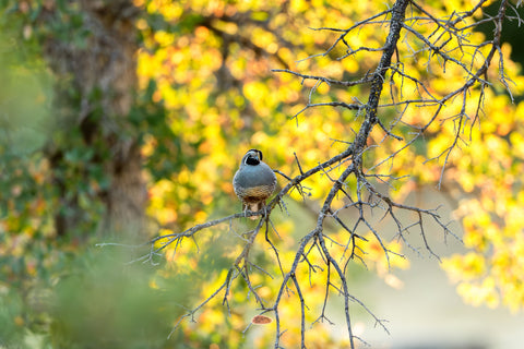California Quail facing forward on a branch with golden fall foliage behind