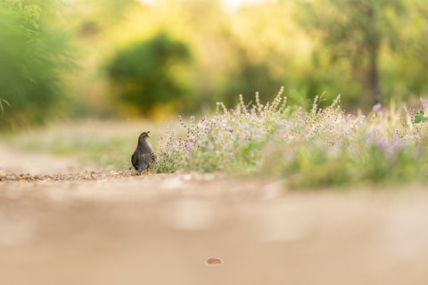 California Quail standing on a dirt path beside purple wildflowers