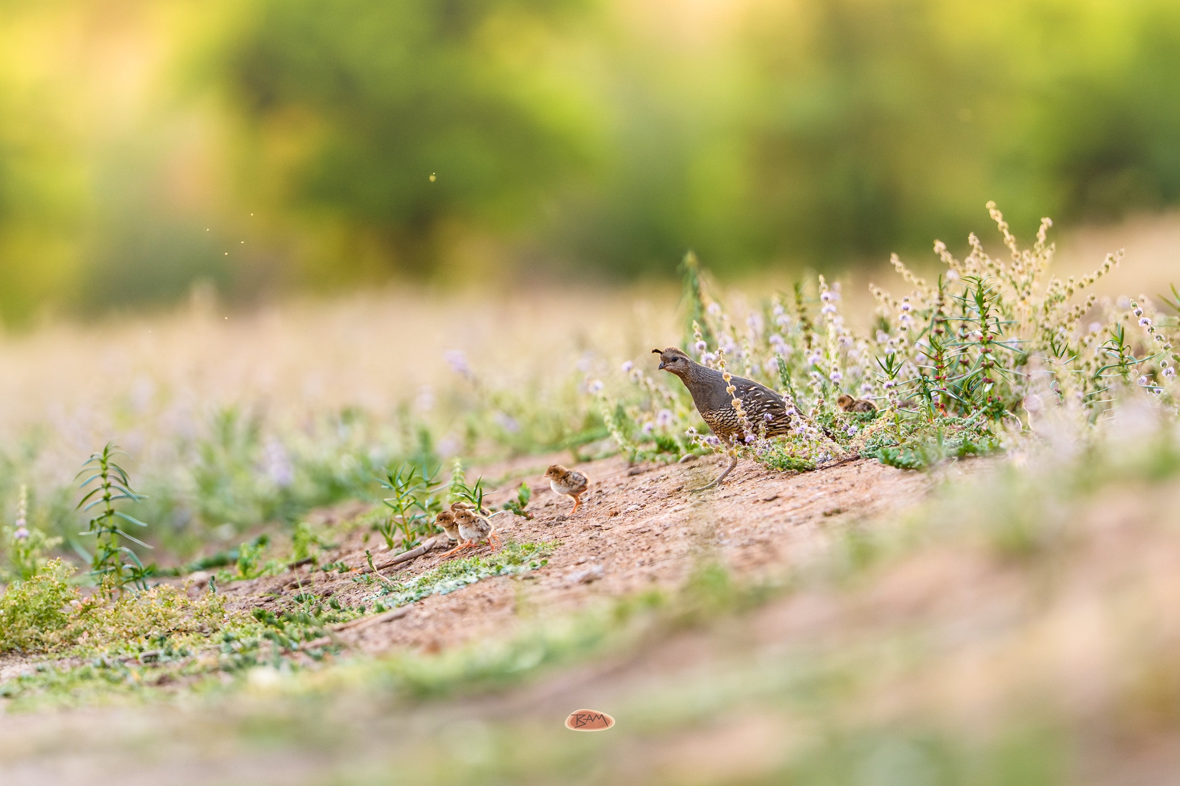 California Quail with tiny chicks on a wildflower dotted dirt ridge at dusk