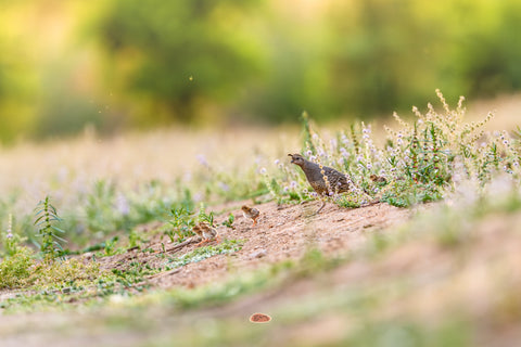 California Quail with tiny chicks on a wildflower dotted dirt ridge at dusk