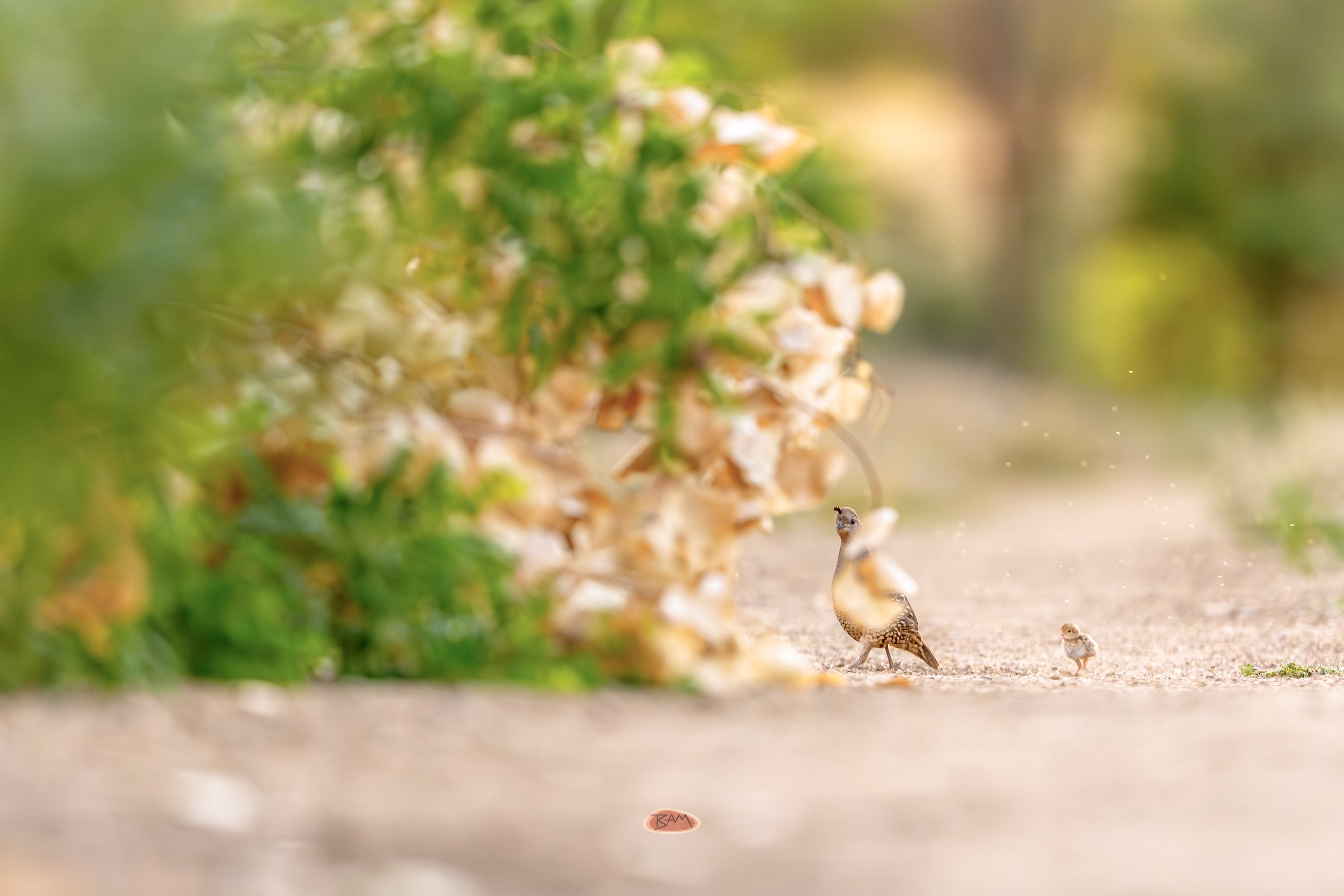 California Quail and a chick crossing a sandy path by flowering brush