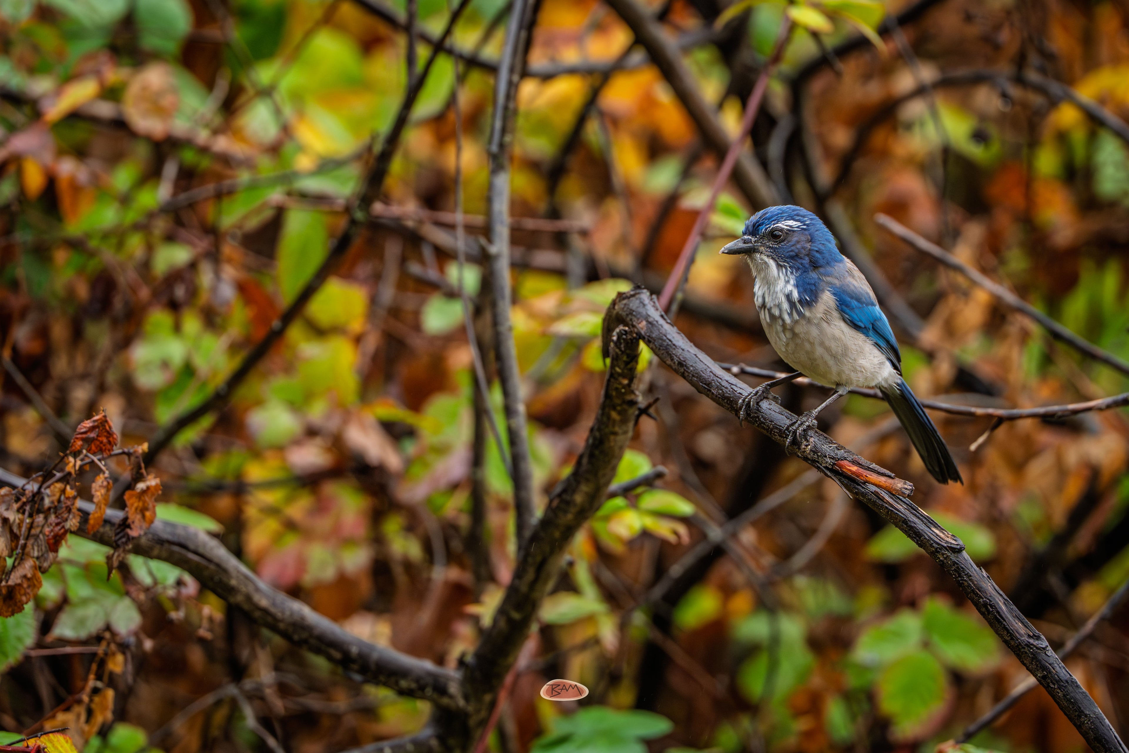 California Scrub Jay perched on a branch amid orange and green autumn leaves