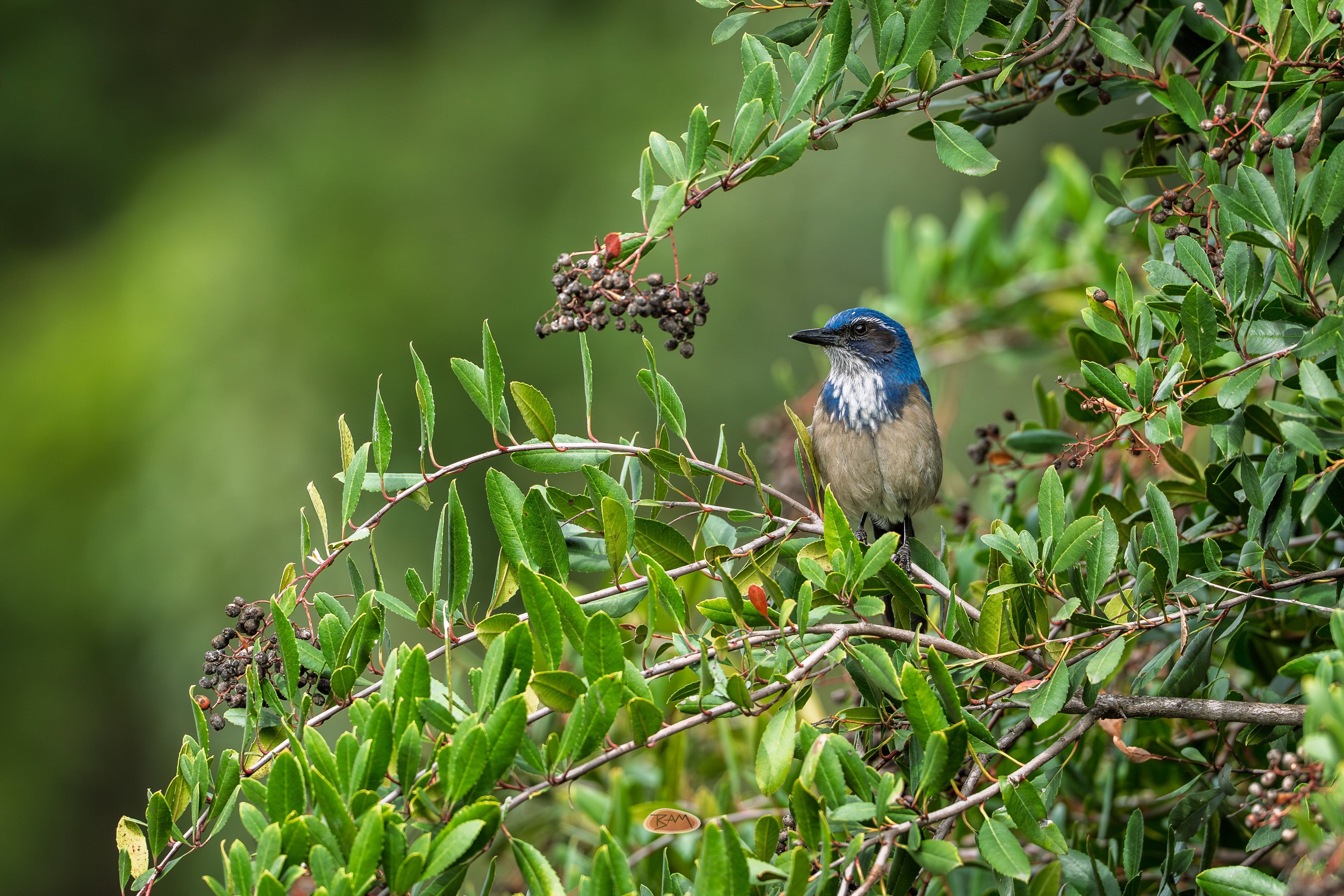 California Scrub Jay among green leaves and berry clusters in a shrub