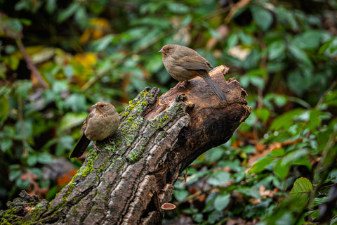 California Towhee perched on a mossy log in shadowy green undergrowth