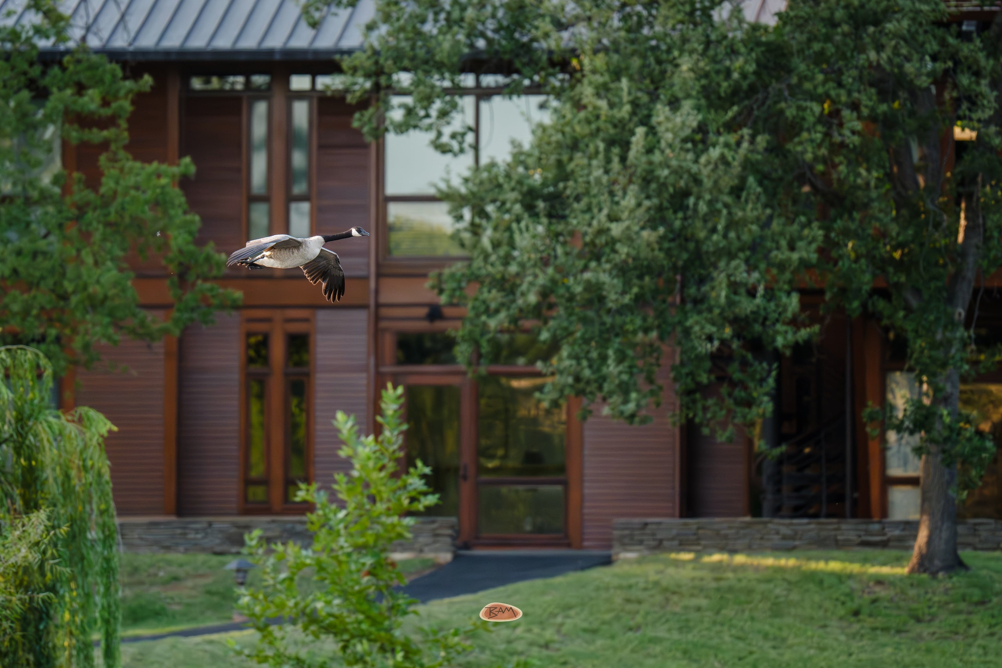 Canada Goose in flight past a wood and glass house framed by summer trees