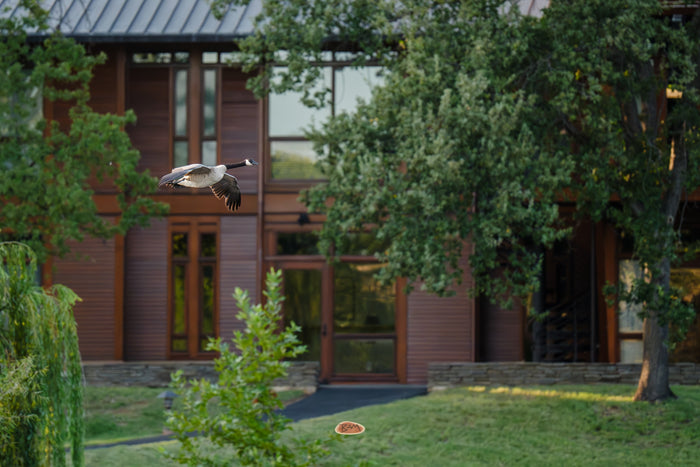 Canada Goose in flight past a wood and glass house framed by summer trees
