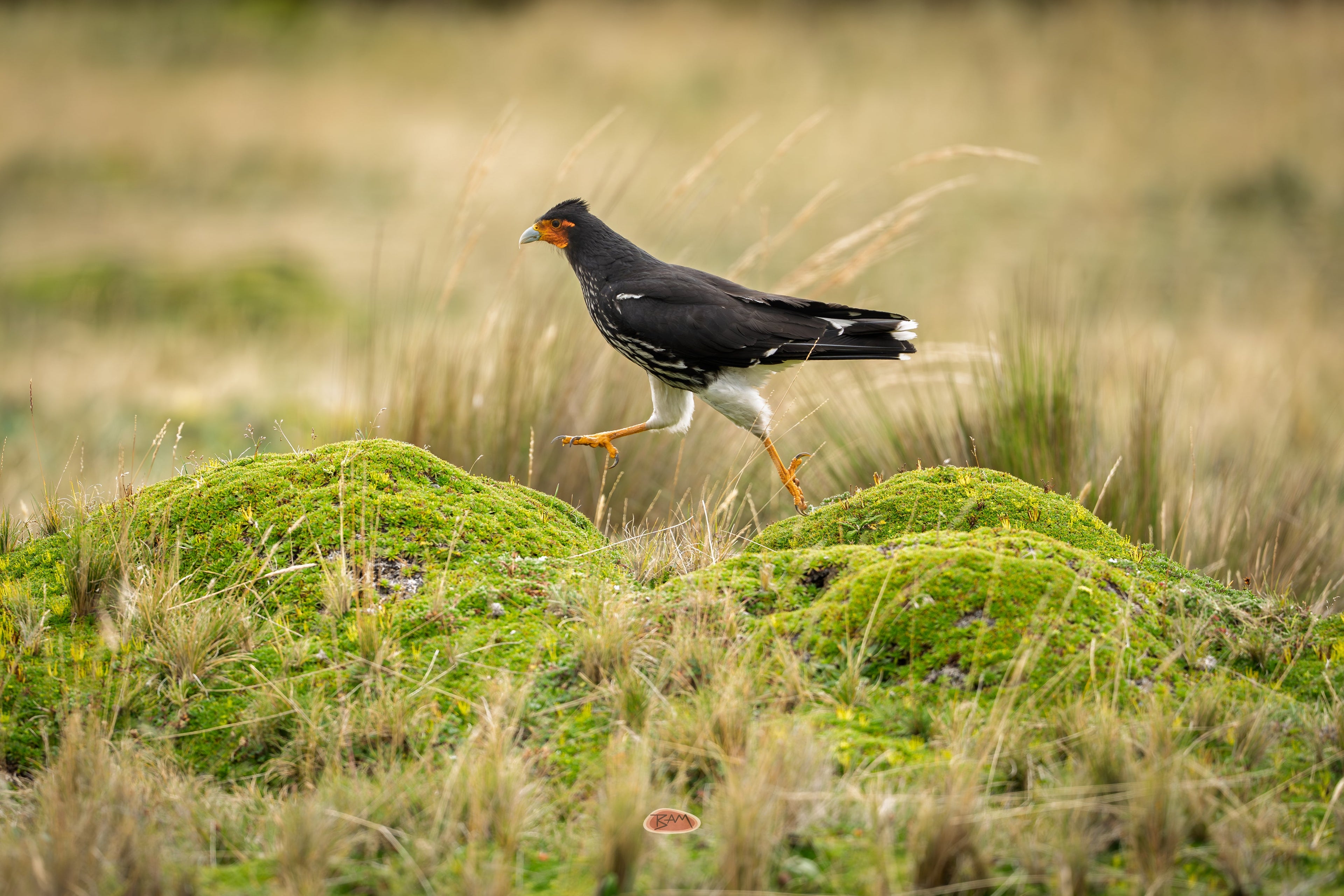 Carunculated Caracara striding across mossy green tussocks in open grassland