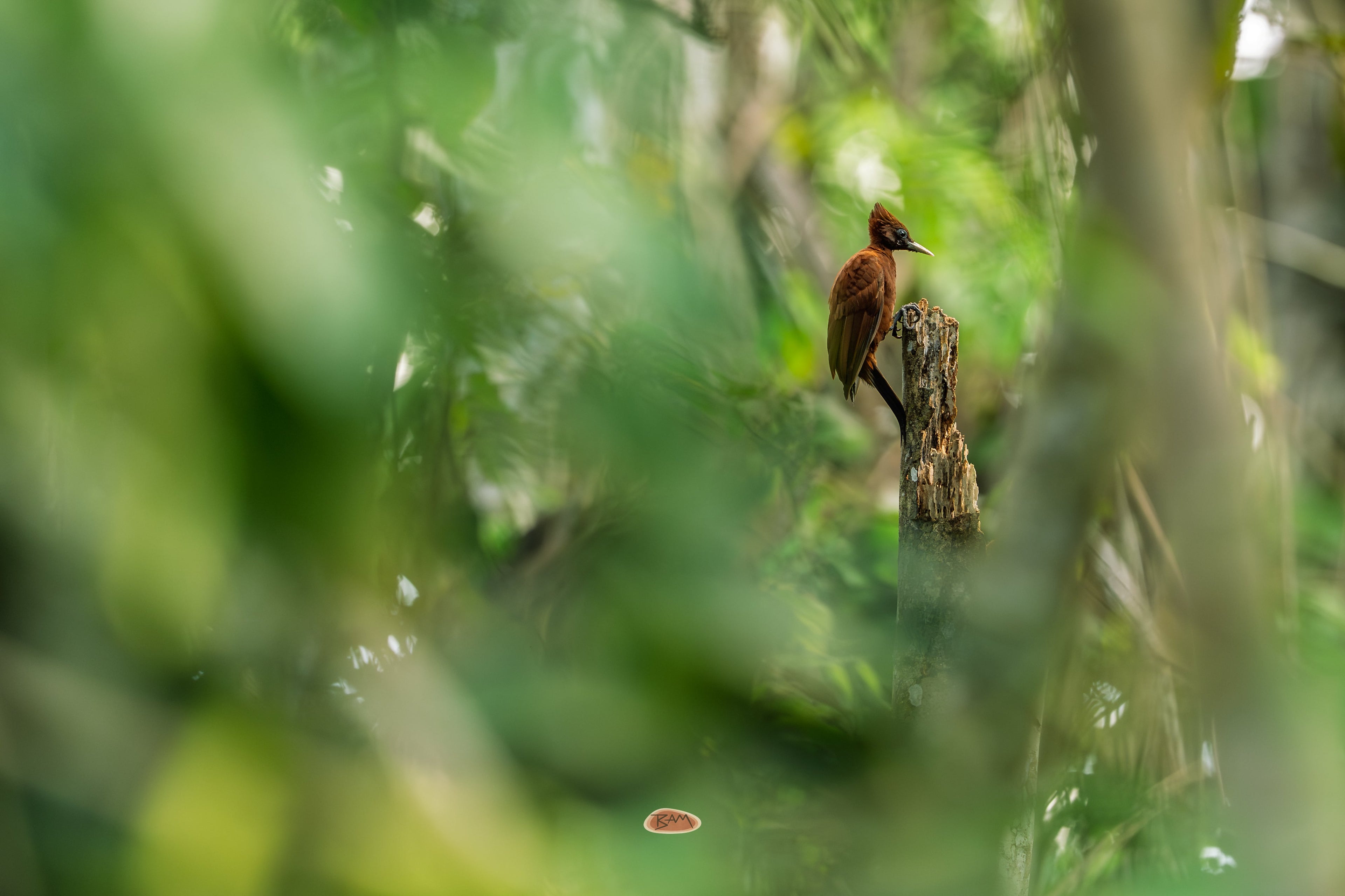 Chestnut Woodpecker perched on a dead snag framed by green jungle leaves