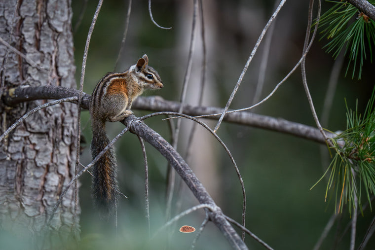 Chipmunk with bold facial and back stripes perched on a bare pine branch in the forest