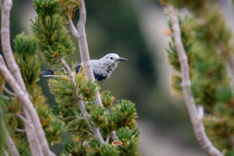 Clarks Nutcracker perched among whitebark pine branches against a soft mountain background